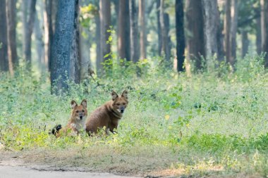 Vahşi yaşam safarisi sırasında Pench Tiger Reserve 'deki çimlerin üzerinde dinlenen bir Hint yaban köpeği.
