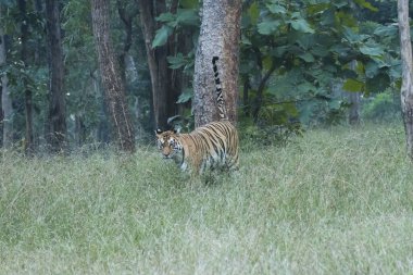 Safari yolunda yürüyen baskın bir kaplan vahşi yaşam safarisi sırasında Pench Tiger Reserve 'deki bölgesinde devriye geziyor.