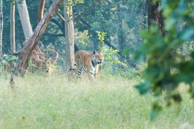 Safari yolunda yavrularıyla yürüyen baskın bir kaplan vahşi yaşam safarisi sırasında Pench Tiger Reserve 'de onu yakından takip ediyor.