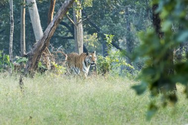 Safari yolunda yavrularıyla yürüyen baskın bir kaplan vahşi yaşam safarisi sırasında Pench Tiger Reserve 'de onu yakından takip ediyor.