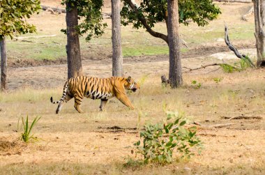 Bir erkek kaplan vahşi yaşam safarisi sırasında Pench kaplanı koruma alanındaki uzun otların arasında devriye geziyor.