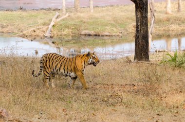 A male tiger walking among the tall grasses inside Pench tiger reserve during a wildlife safari clipart