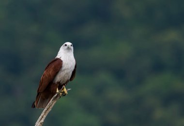 A brahminy kite perched on a submerged tree in the backwaters of Bhadra river during a wildlife safari on the river in Bhadra tiger reserve clipart