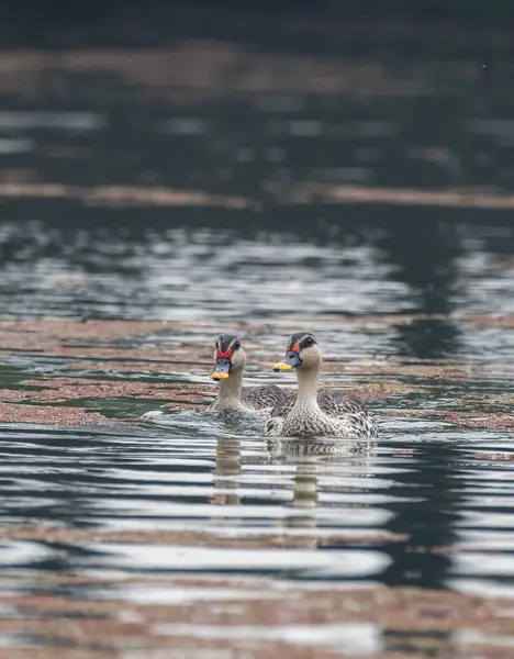 Bharatpur 'daki bataklık sularında yüzen benekli ördek çifti.