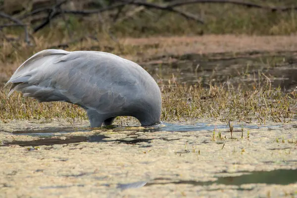 stock image A sarus crane feeding in the bottom of the water bodies inside Bharatpur bird sanctuary