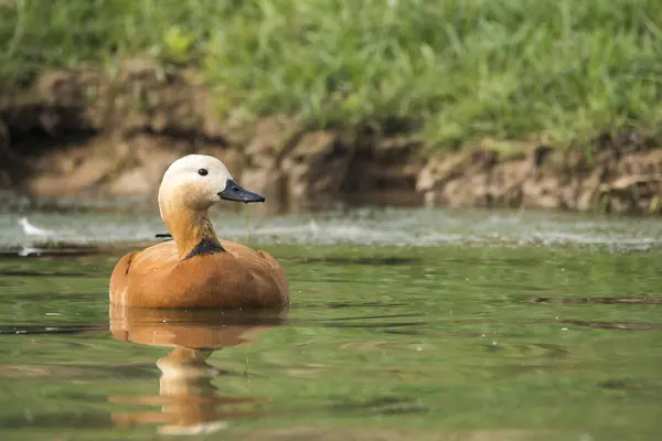 stock image A rudy shelduck aka brahminy duck swimming in the waters of chambal river inside chambal national reserve for gharial