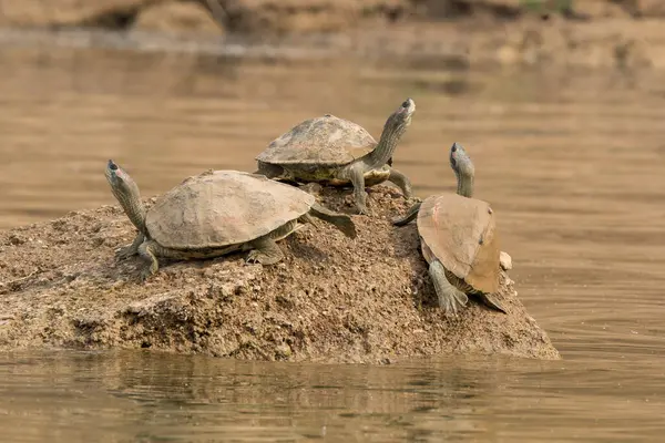 stock image Three soft shell tortoises sunbathing on a small boulder in the waters of Chambal river during a boat safari