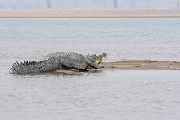 stock image An Indian gharial, sunbating on the banks of Chambal river. Gharials are only fish eating crocodiles