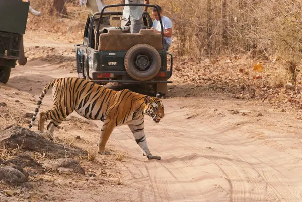 Stock image A dominant tigress crossing the safari track with curious wildlife enthusiasts watching her