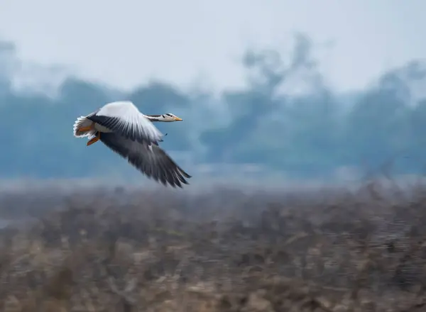 Soğuk, sisli bir kış sabahı Bharatpur kuş barınağında uçan bir kaz..