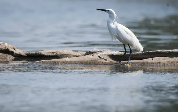 stock image A great egret resting on a boulder submerged inside Cauvery river inside Ranganathittu bird sanctuary on the outskirts of Mysore town