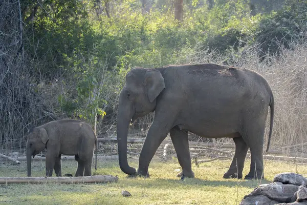 stock image An elephant calf standing close to her mother in the backwaters of Kabini river inside Nagarhole tiger reserve during a wildlife safari