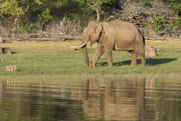 Vahşi yaşam safarisi sırasında Nagarhole Tiger Reserve 'de Kabini nehrinin kıyısında otlayan bir dişçi.