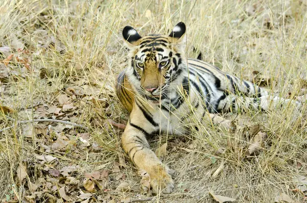 Sıcak bir yaz gününde bir ağaç gölgesinde dinlenen bir kaplan yavrusu Bandhavgarh Tiger 'da vahşi yaşam safarisi sırasında.