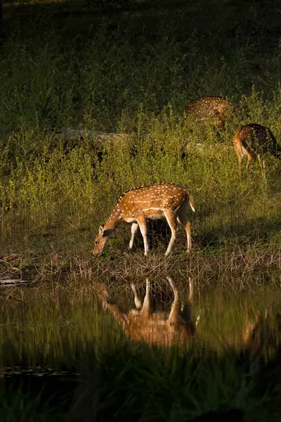 Gölün kenarında otlayan benekli bir geyik vahşi yaşam safarisi sırasında Pench Tiger koruma alanında yansıması ile birlikte.