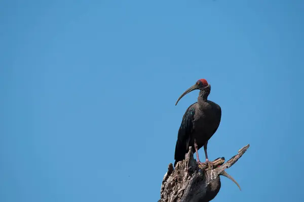 stock image A red-napped ibis perched on top of a tree on the outskirts of Pench Tiger Reserve during a wildlife safari