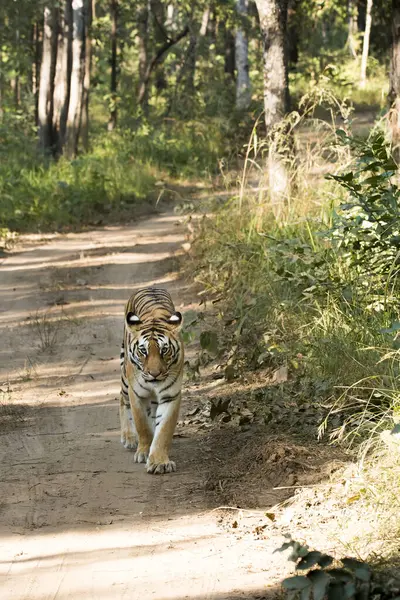 stock image A dominant tigress named Bindu walking on the safari track inside Khursaphar zone in Pench Tiger Reserve during a wildlife safari