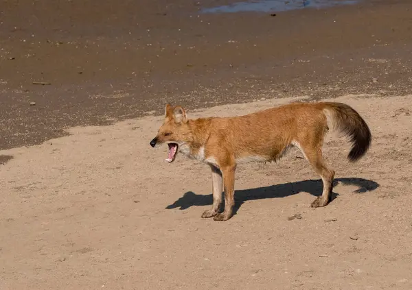 stock image An Indian wilddog walking on the river bed of Pench river inside Pench Tiger Reserve during a wildlife safari