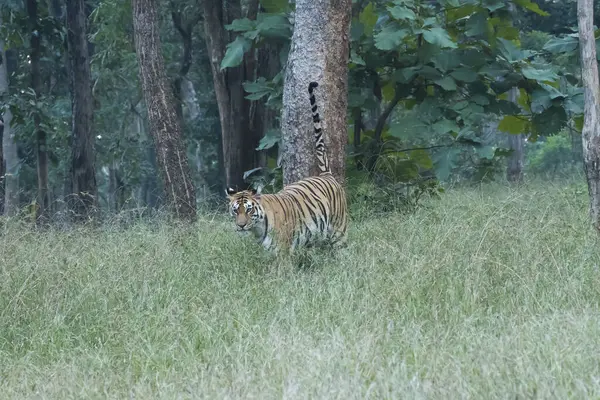 stock image A dominant tigress walking on the safari track patrolling her territory inside Pench Tiger Reserve during a wildlife safari