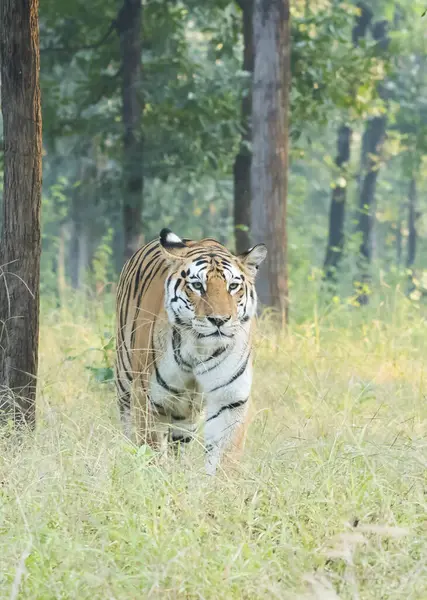 stock image A dominant tigress walking on the safari track with her cubs following her closely inside Pench Tiger Reserve during a wildlife safari