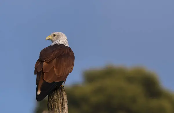 stock image A brahminy kite perched on a submerged tree in the backwaters of Bhadra river during a wildlife safari on the river in Bhadra tiger reserve