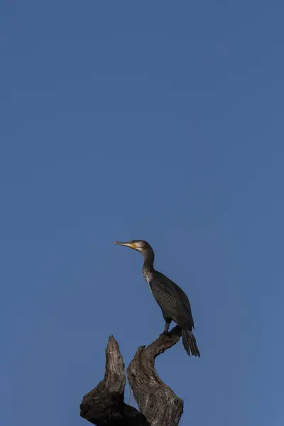 stock image A great cormorant perched on a submerged tree in the backwaters of Bhadra river during a wildlife safari on the river in Bhadra tiger reserve