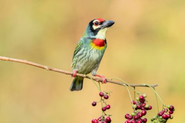 Bangalore 'un eteklerindeki bir ağaç dalına tünemiş bir barbet.