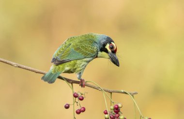 A copersmith barbet perched on a tree branch on the outskirts of Bangalore clipart