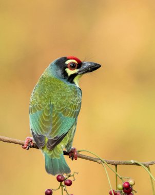 A copersmith barbet perched on a tree branch on the outskirts of Bangalore clipart