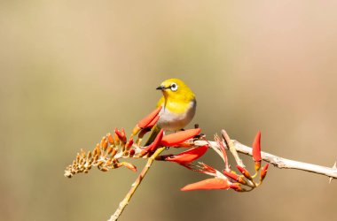 Bangalore 'un eteklerindeki bir dalın tepesinde tünemiş meyvelerle beslenen bir Hint beyaz gözü.