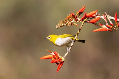 An Indian white eye feeding on fruits while perched on top of a branch on the outskirts of Bangalore clipart