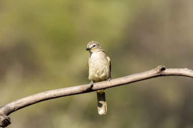 A white browed bulbul perched on top of a tree branch on the outskirts of bangalore feeding berries from the branch clipart