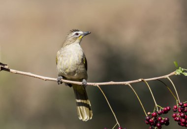 Bangalore 'un eteklerindeki bir ağaç dalının tepesine tünemiş beyaz kaşlı bir bulbul daldan meyveleri besliyor.