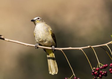 Bangalore 'un eteklerindeki bir ağaç dalının tepesine tünemiş beyaz kaşlı bir bulbul daldan meyveleri besliyor.