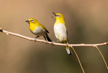 Two Indian white eyes feeding on fruits while perched on top of a branch on the outskirts of Bangalore clipart