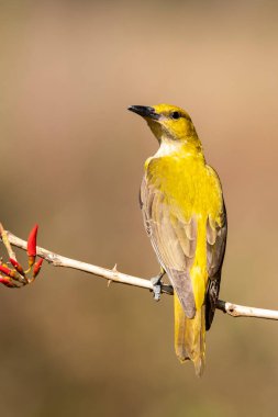 Bangalore 'un eteklerindeki bir dalın tepesinde tünemiş bir böğürtlenle beslenen altın bir oriole.