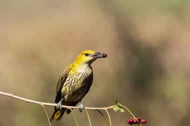 Bangalore 'un eteklerindeki bir dalın tepesinde tünemiş bir böğürtlenle beslenen altın bir oriole.