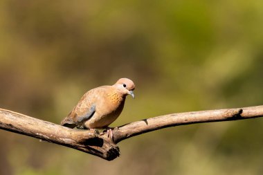 Bangalore 'un eteklerindeki bir ağaç dalına tünemiş gülen bir güvercin