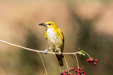 Bangalore 'un eteklerindeki bir dalın tepesinde tünemiş bir böğürtlenle beslenen altın bir oriole.