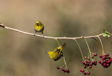 Two Indian white eyes feeding on fruits while perched on top of a branch on the outskirts of Bangalore clipart