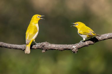 Two Indian white eyes feeding on fruits while perched on top of a branch on the outskirts of Bangalore clipart