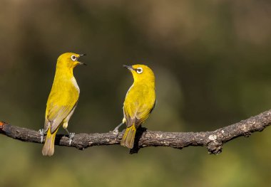 Two Indian white eyes feeding on fruits while perched on top of a branch on the outskirts of Bangalore clipart