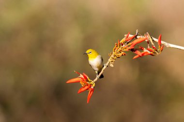 A Indian white eye feeding while perched on top of a branch on the outskirts of Bangalore clipart