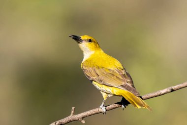 Bangalore 'un eteklerindeki bir dalın tepesinde tünemiş bir böğürtlenle beslenen altın bir oriole.