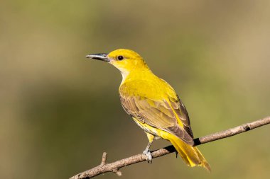 Bangalore 'un eteklerindeki bir dalın tepesinde tünemiş bir böğürtlenle beslenen altın bir oriole.