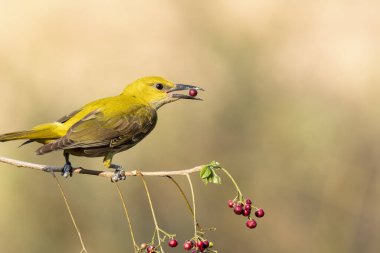 Bangalore 'un eteklerindeki bir dalın tepesinde tünemiş bir böğürtlenle beslenen altın bir oriole.