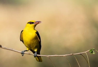 Bangalore 'un eteklerindeki bir dalın tepesinde tünemiş bir böğürtlenle beslenen altın bir oriole.