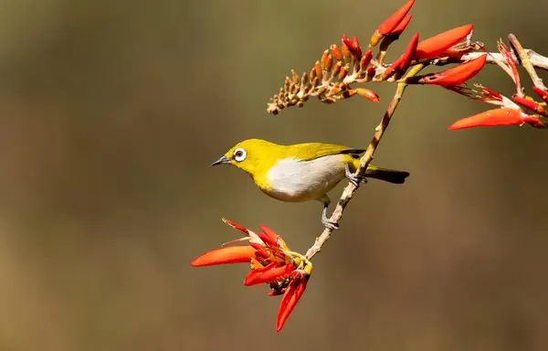 stock image An Indian white eye feeding on fruits while perched on top of a branch on the outskirts of Bangalore