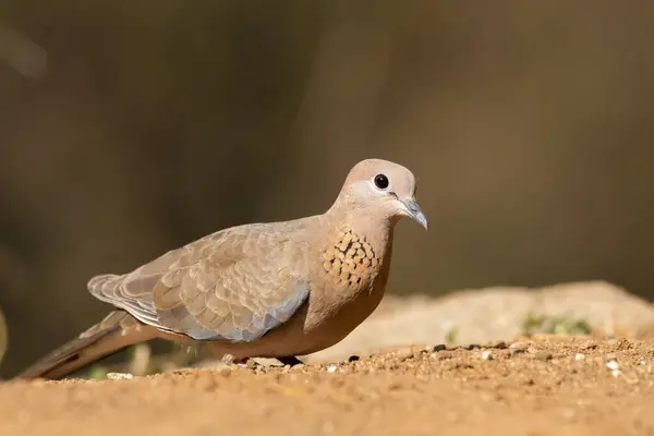 stock image A laughing dove perched on a tree branch on the outskirts of Bangalore feeding on the seeds on the ground