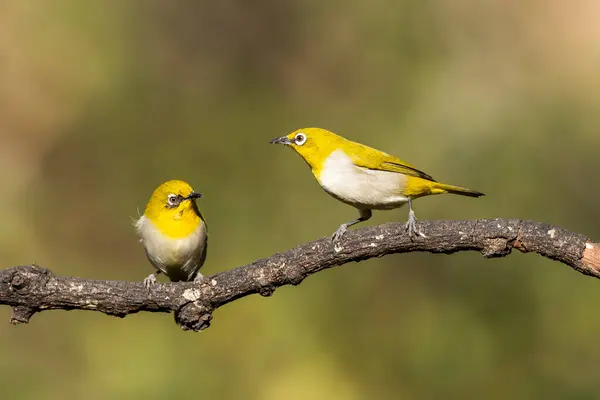 stock image Two Indian white eyes feeding on fruits while perched on top of a branch on the outskirts of Bangalore